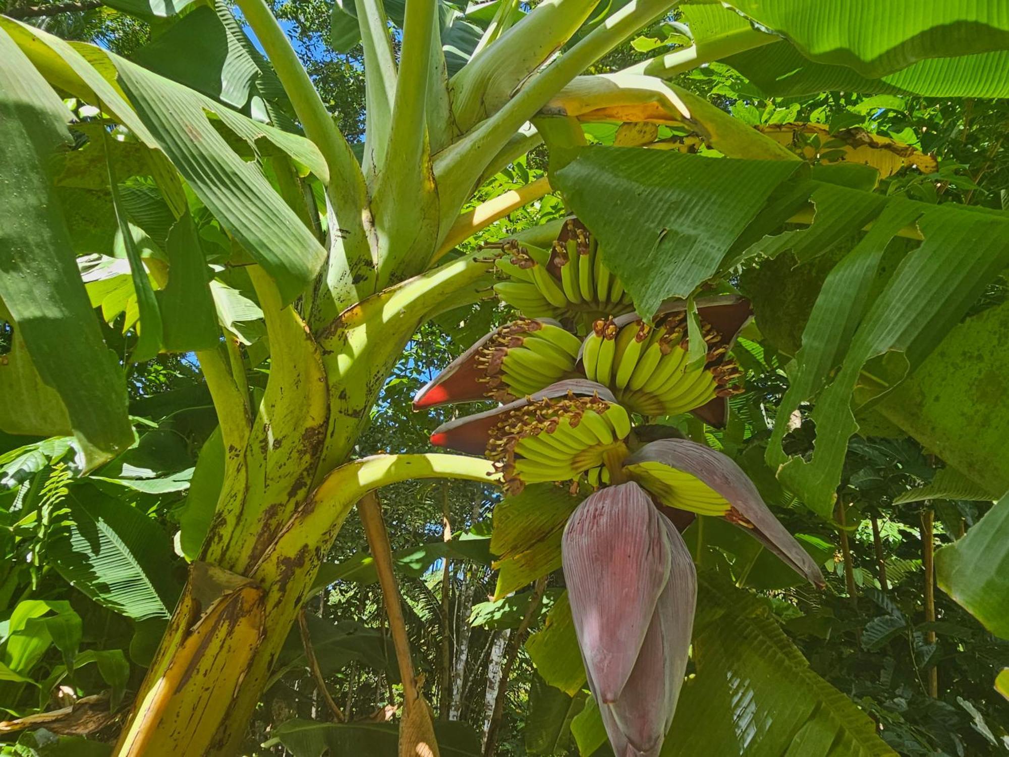 Alena Star House, Eco Retreat With Pool, Prime Position Holiday home Cape Tribulation