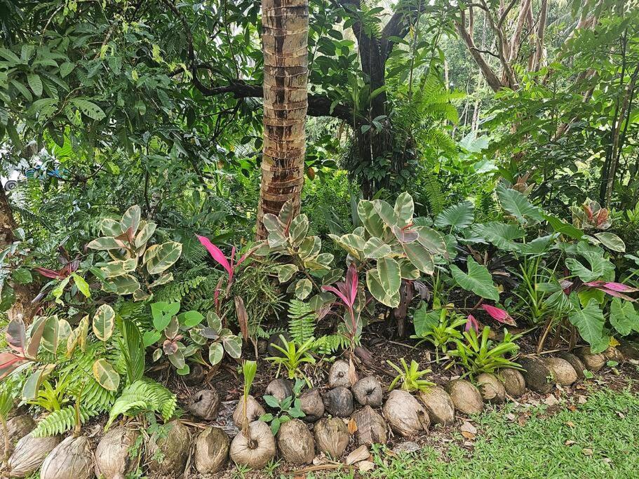 Holiday home Alena Star House, Eco Retreat With Pool, Prime Position Cape Tribulation